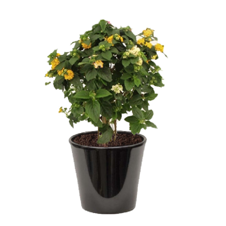 Lantana camara jaune  ( اللانتانا الصفراء )