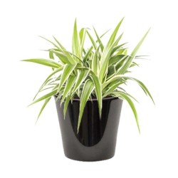 │CHLOROPHYTUM PANACHé