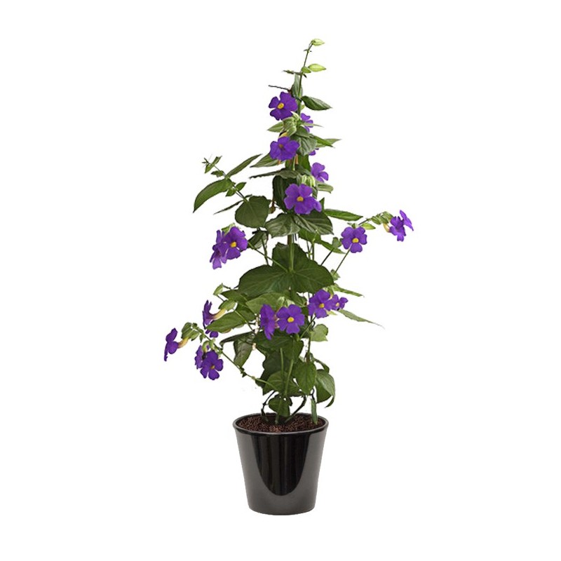 THUNBERGIA ERECTA ( عبائة الملك )