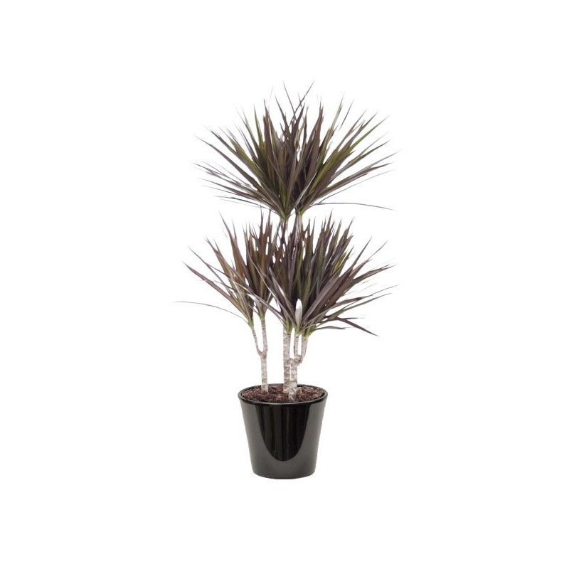 Dracaena Magenta