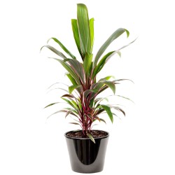 Cordyline fructicosa (الكوردلين)