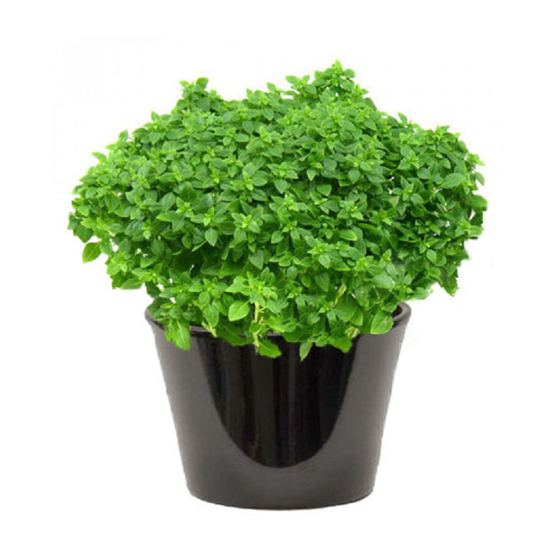 Basilic (الحبق)