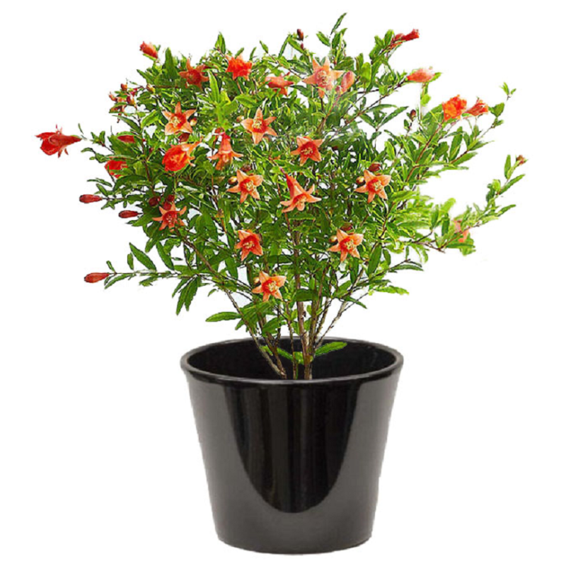 Grenadier Nain  (الرمان القزم)