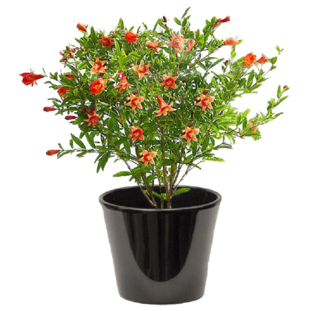 Grenadier Nain  (الرمان القزم)