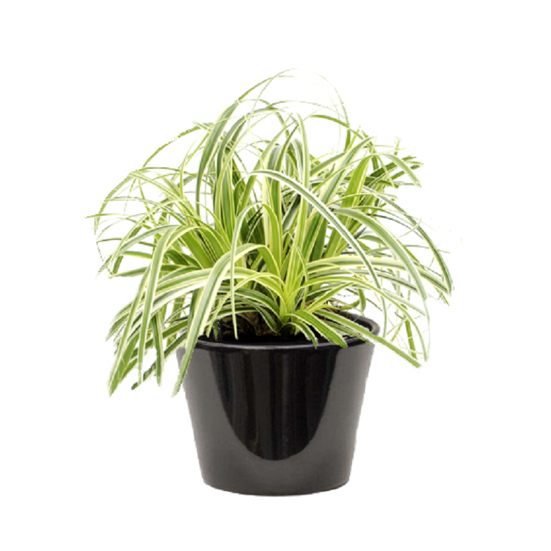 Carex panaché  (سعادي ملون)