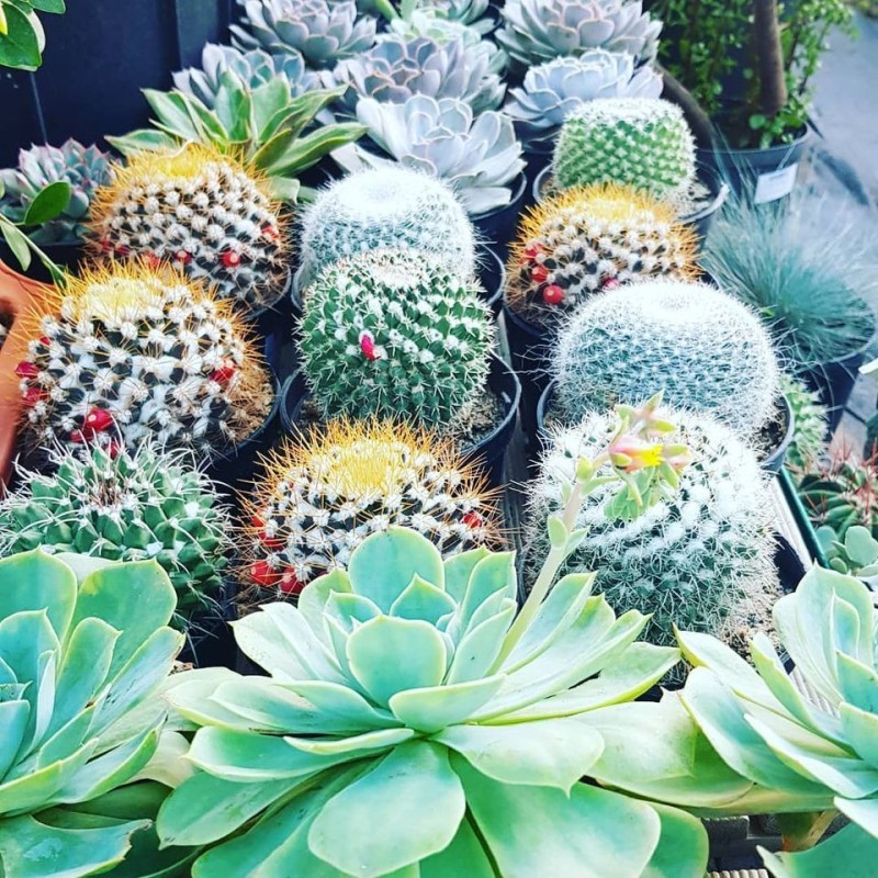cactées