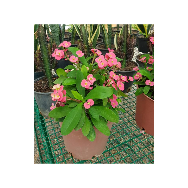 Euphorbia milii Rose (فربيون شوكة المسيح)