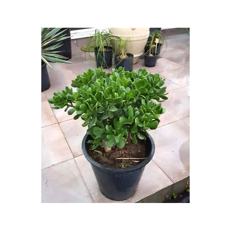 Crassula (الكرسول)
