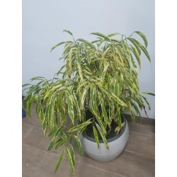 Ficus alii panaché (تين 'علي' ملون)