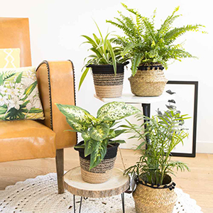 Plantes D'intérieur