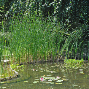 Graminées & Aquatiques