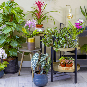 Plantes d’intérieur