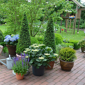 Plantes D'extérieur