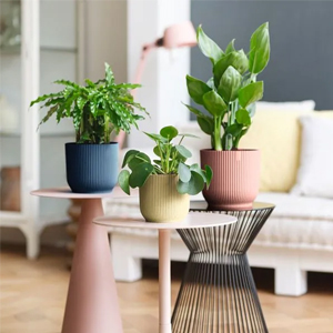Pot d'intérieur